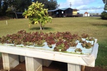 Hydroponic system